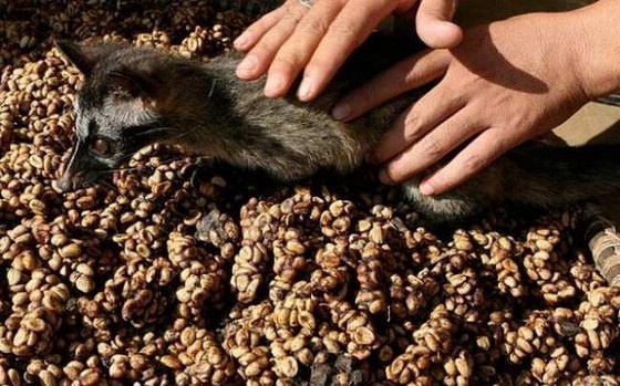 经过麝香猫肠胃发酵的咖啡豆
