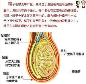 附睾恶性肿瘤