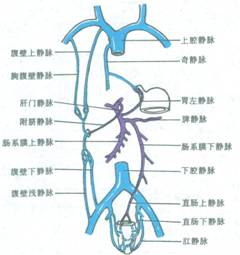 紧接毛细血管的微静脉称毛细血管后微静脉,其管壁结构与毛细血管相似