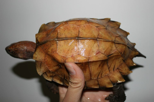 锯缘摄龟喜生活潮湿地带