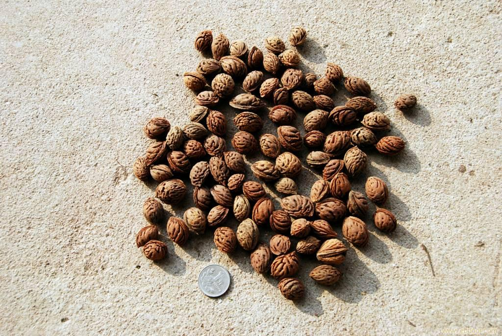 酸枣核