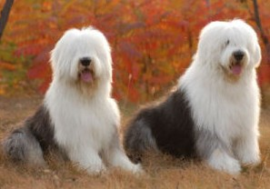 英国古代牧羊犬 - 搜搜百科图片