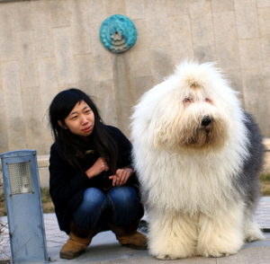 英国古代牧羊犬