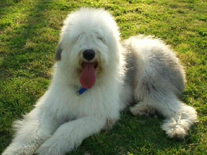 英国古代牧羊犬+-+搜搜百科