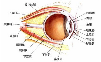 双上眼睑的水肿性紫红色斑