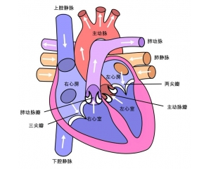 心脏功能突然失代偿