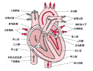 正常心脏结构