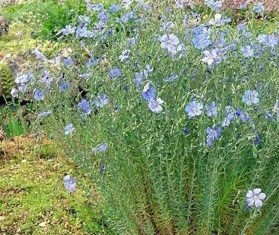 亚麻(草本植物)