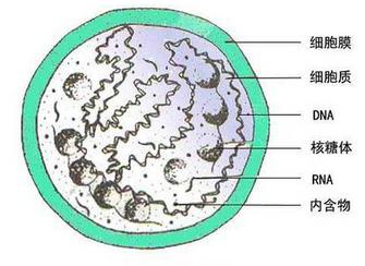 下可见到致密的类核结构和少量的核糖体,有胞壁,是发育成熟的衣原体