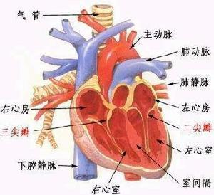 由于血流经狭窄的二尖瓣进入左房受到阻碍,舒张期左室充盈较少,心室