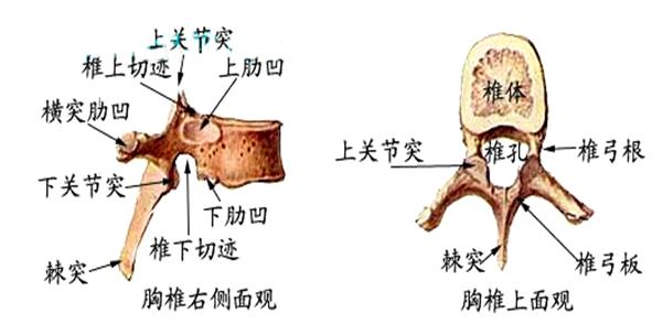 全部版本 历史版本  在脊髓休克期间表现为受伤平面以下出现驰缓性
