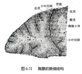 胸腺高度萎缩