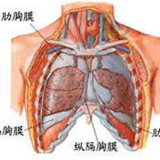 胸膜疾病 搜狗百科