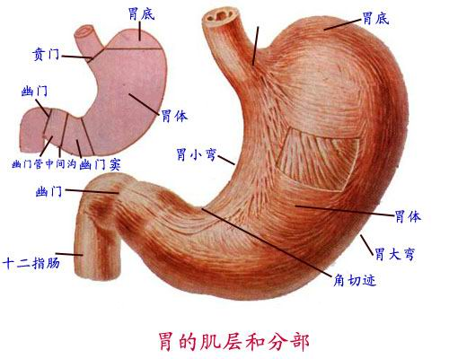 幽门梗阻:幽门溃疡可致幽门括约肌痉挛,溃疡周围组织充血水肿,妨碍