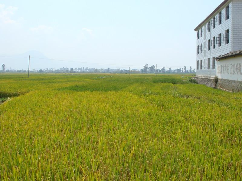 下沙河村水稻种植业