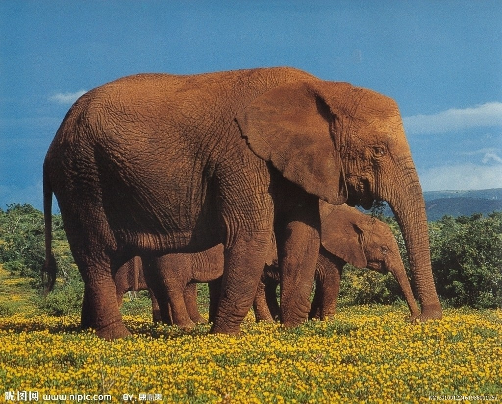 非洲大象摄影图__野生动物_生物世界_摄影图库_昵图网nipic.com