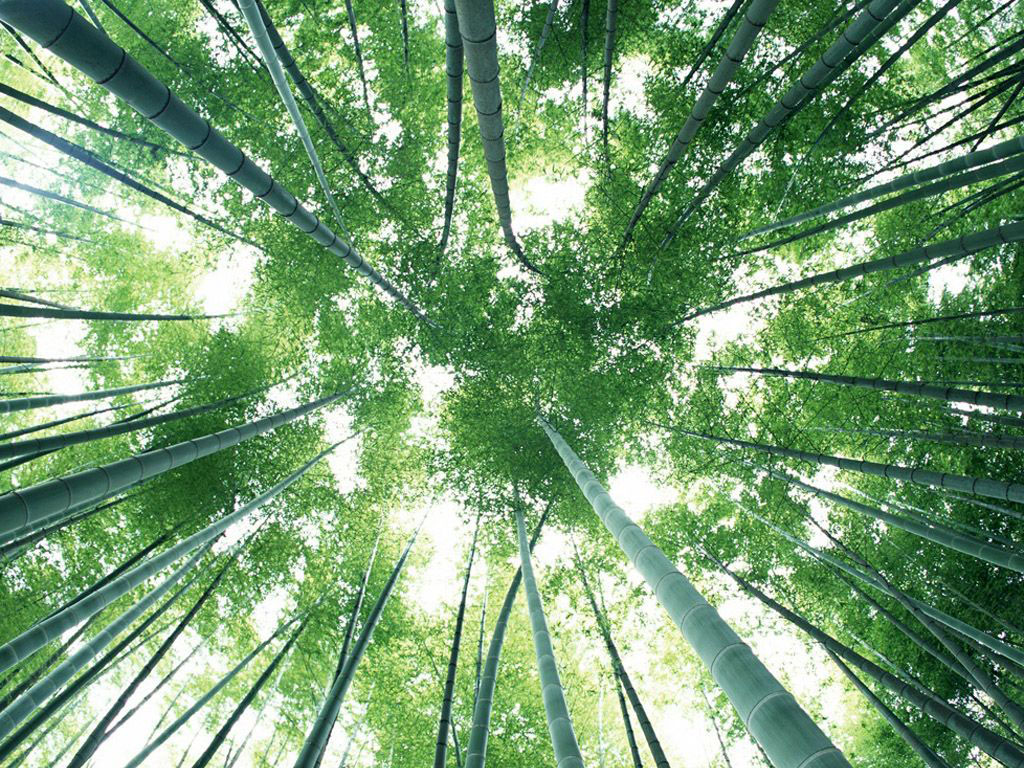竹恋花火钢琴谱