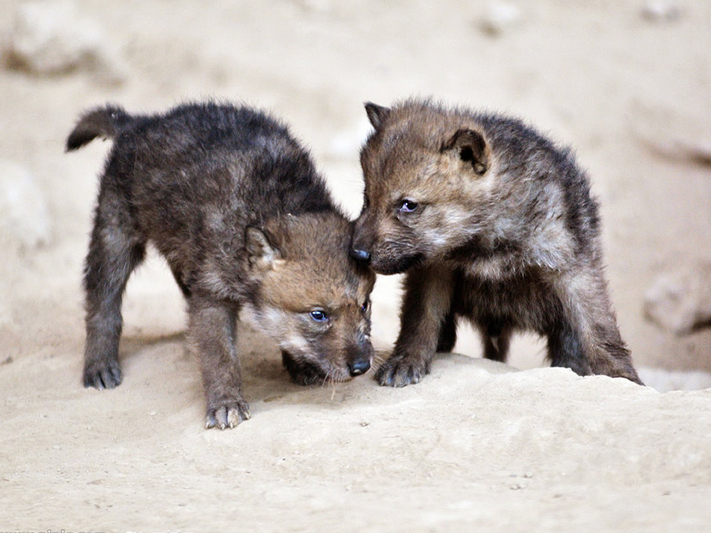 壁纸 动物 狗 狗狗 1024_768