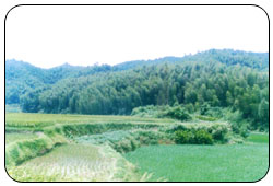 张集乡(江苏响水县张集乡)+-+搜搜百科