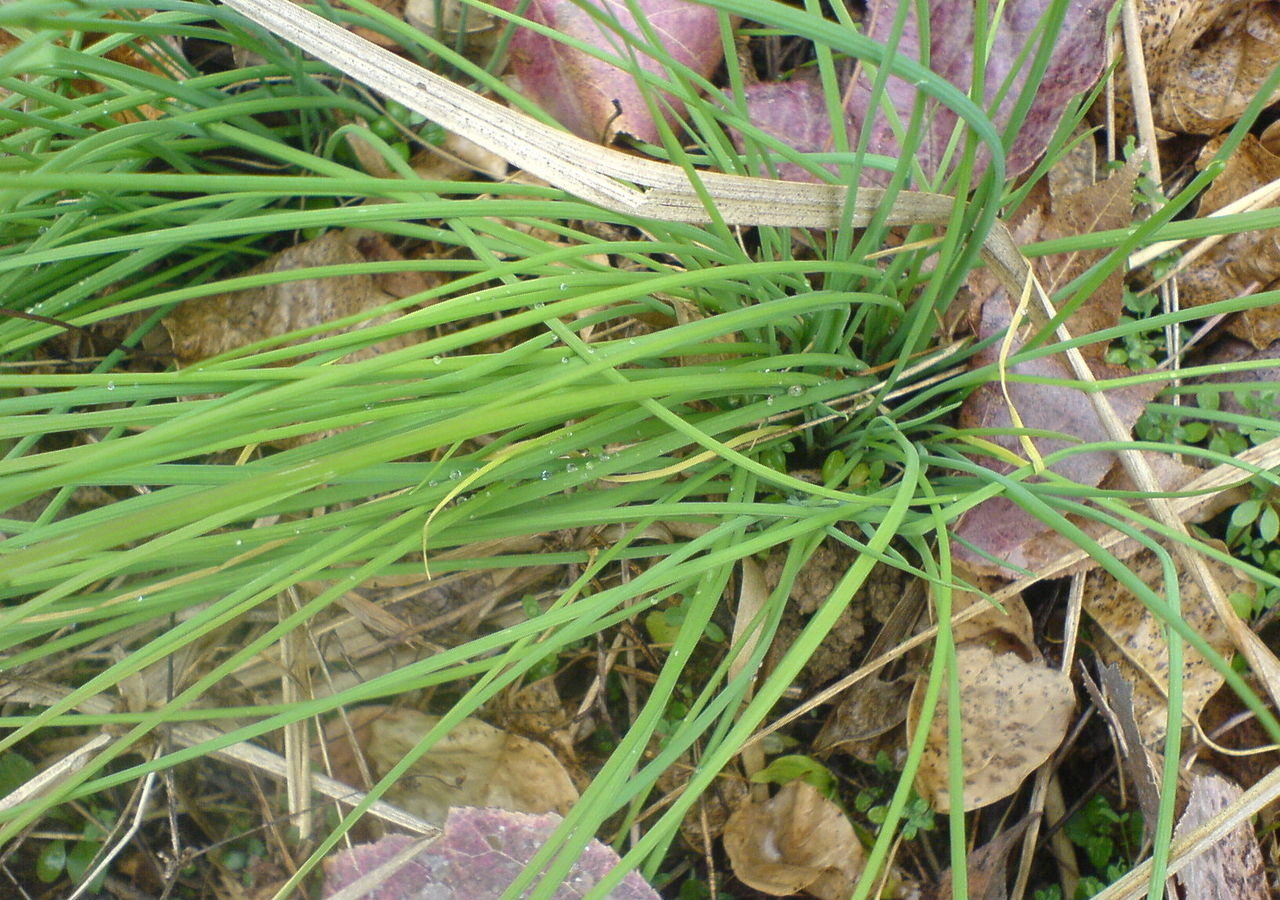 薤(百合科葱属多年生草本植物)