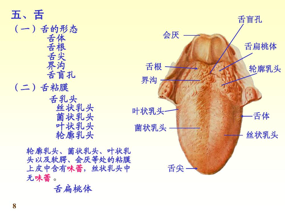 在舌系带根部的两侧有一对小的隆起,称为舌下阜,阜顶上有下颌下腺管和