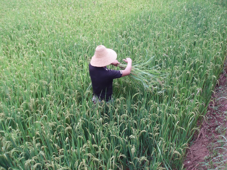 水稻种植
