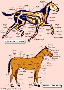 马的身体构造
