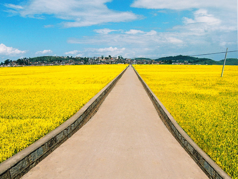 田间道路