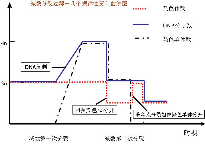 减数分裂中几个规律性变化曲线图