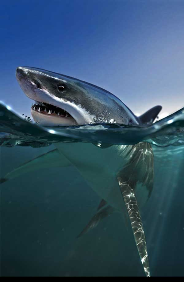 大白鲨(海洋软骨鱼纲生物) - 搜狗百科