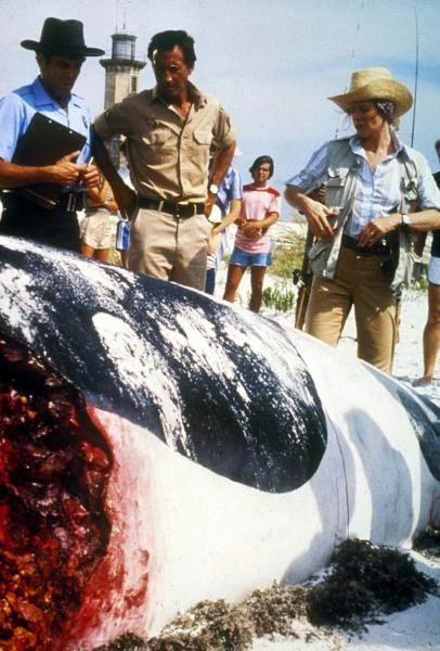 大白鲨(美国1975年斯蒂文斯皮尔伯格执导电影) - 搜狗