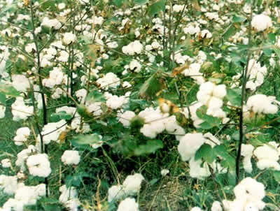 棉花