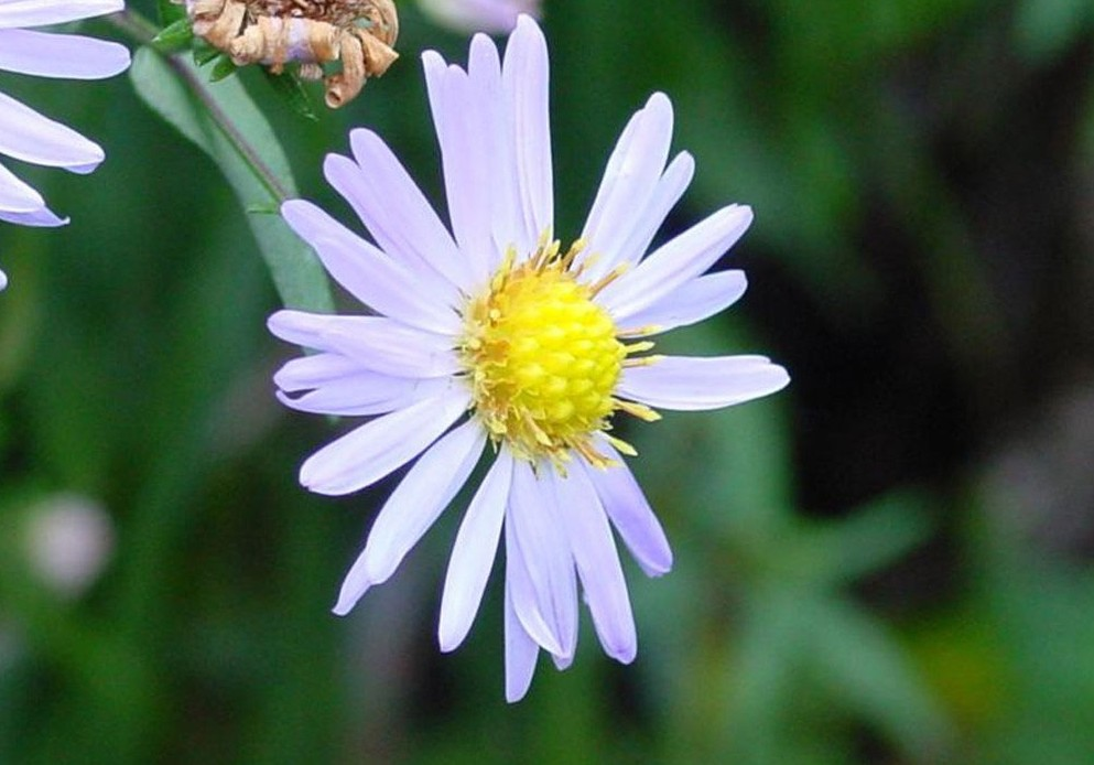 daisy(植物雏菊的英文名) - 搜狗百科