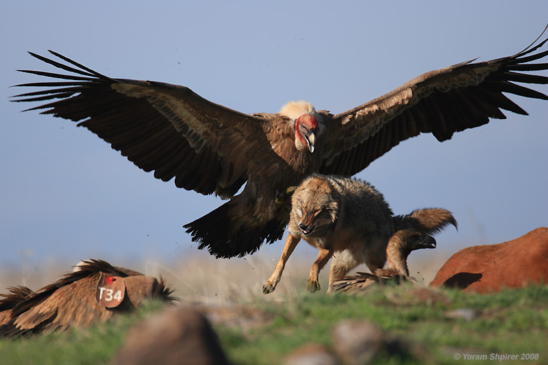 condor vs vulture