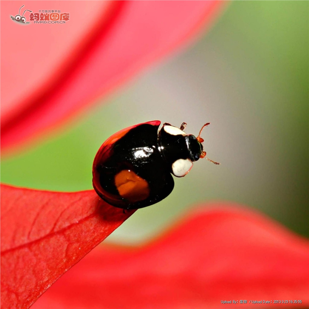 新拍的几张昆虫|摄影|生态|discovery2012 - 原创作品 - 站酷 (ZCOOL)