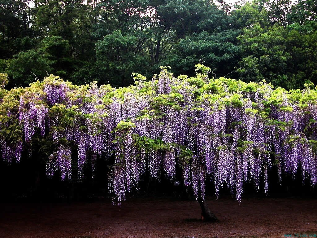 紫藤花图片