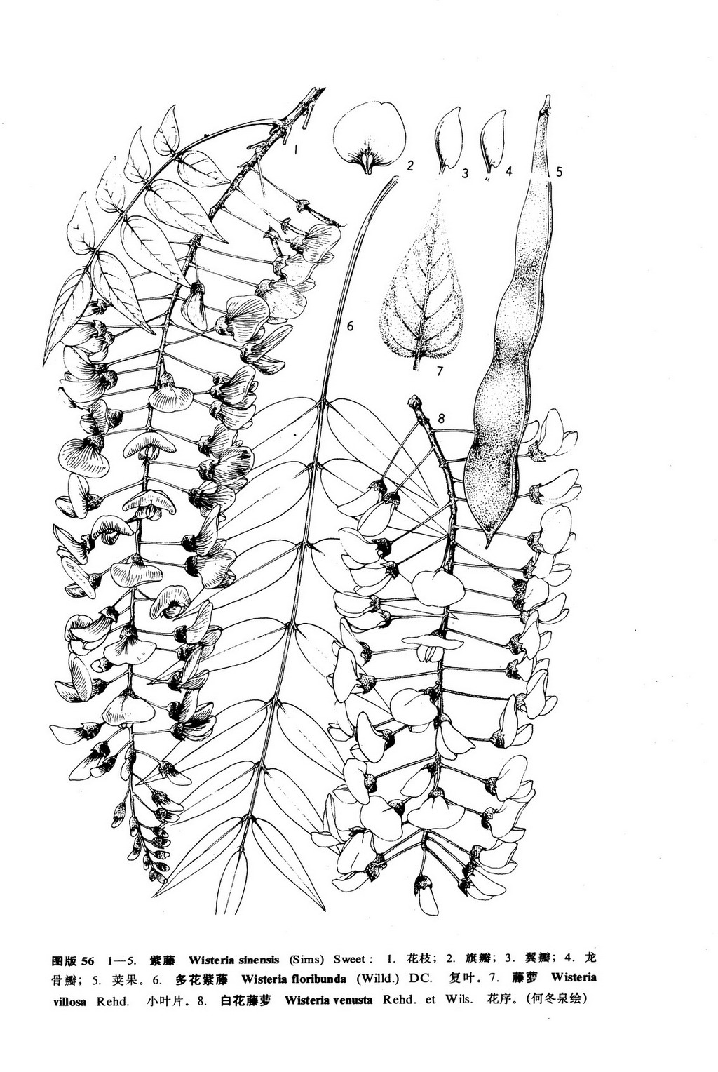 被子植物花图式与花程式-被子植物花图式与花程式-丁香实验