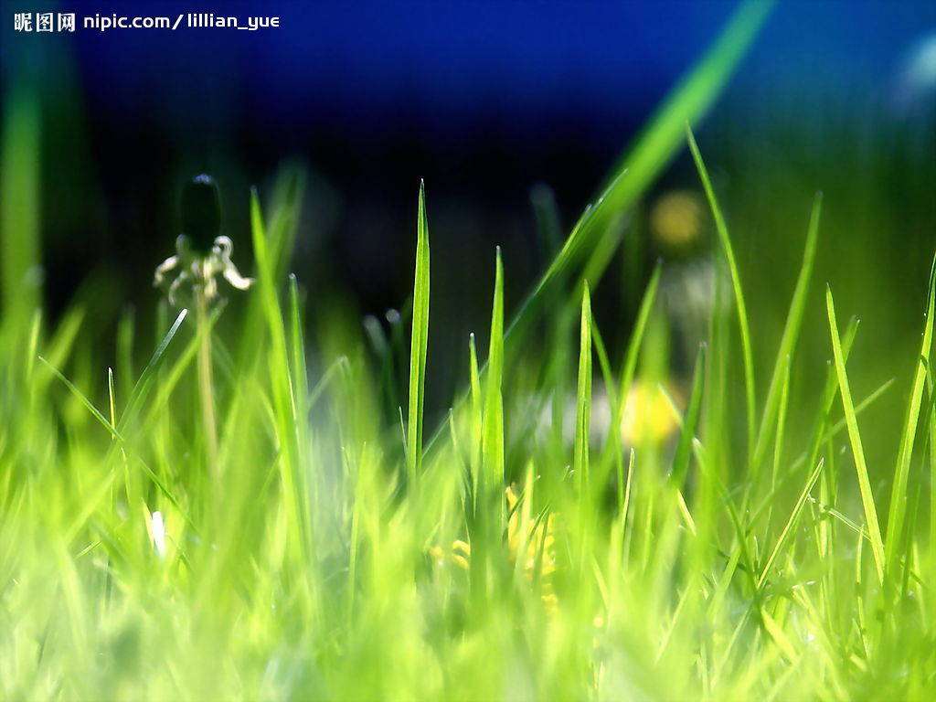 草地的背景高清图片下载-正版图片500617369-摄图网