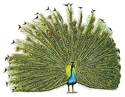 严格来说,英语中peacock专指 雄孔雀,peahen指雌孔雀,雌雄孔雀合称