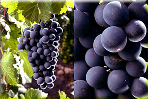 赤霞珠(一种用于酿造葡萄酒的红葡萄品种) - 搜搜百科