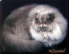 蓝色波斯猫_蓝色波斯猫修改器_nba2k10蓝色波