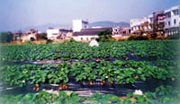 河市镇