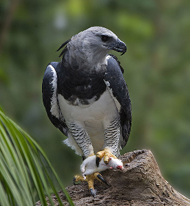 chordata 纲:鸟纲 aves 目:隼形目 falconiformes 或 科:鹰科