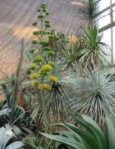 是龙舌兰科龙舌兰属多年生常绿植物,植株高大.