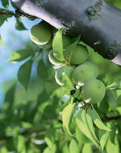 青梅图片