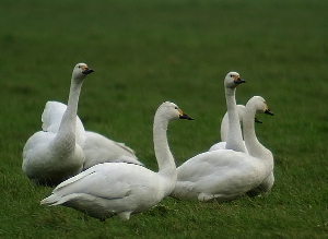 小天鹅tb75-q1098s便宜价格 小天鹅tb55-q8168h质量好吗