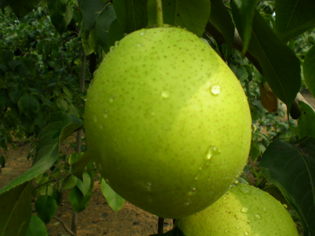 苦丁茶树盆景,诺基亚603微信,山西哪里产雪花