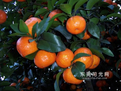 平台镇2007年被评为云浮市沙糖桔技术创新专业镇,2008年被评为广东