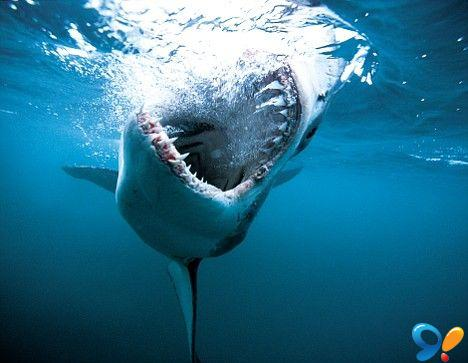 食人鲨是指出于某种原因喜欢以人类为食的鲨鱼