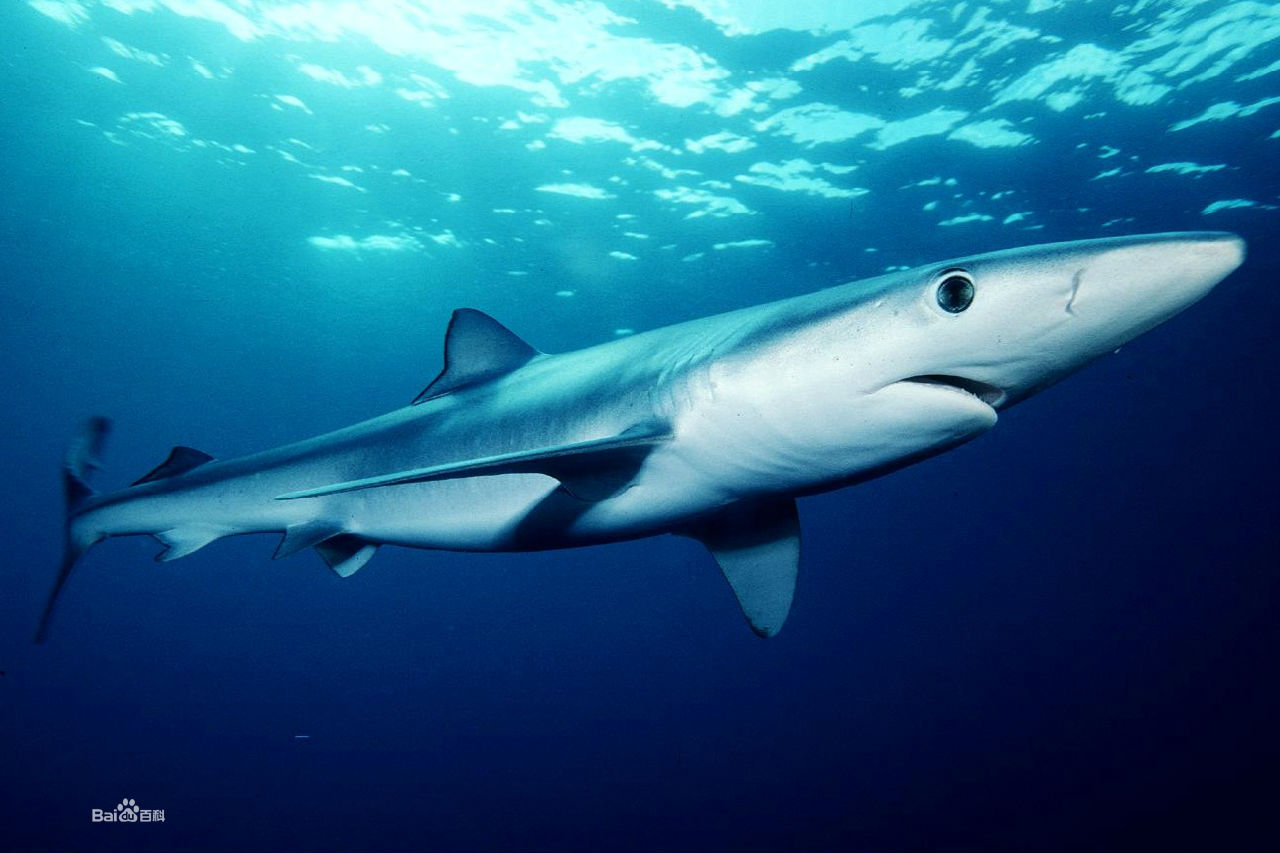 海洋鲨鱼摄影图__鱼类_生物世界_摄影图库_昵图网nipic.com
